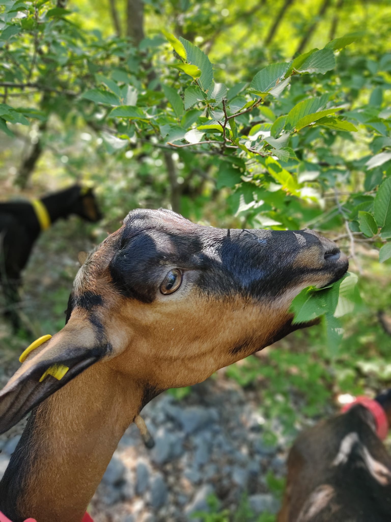 Benessere Animale